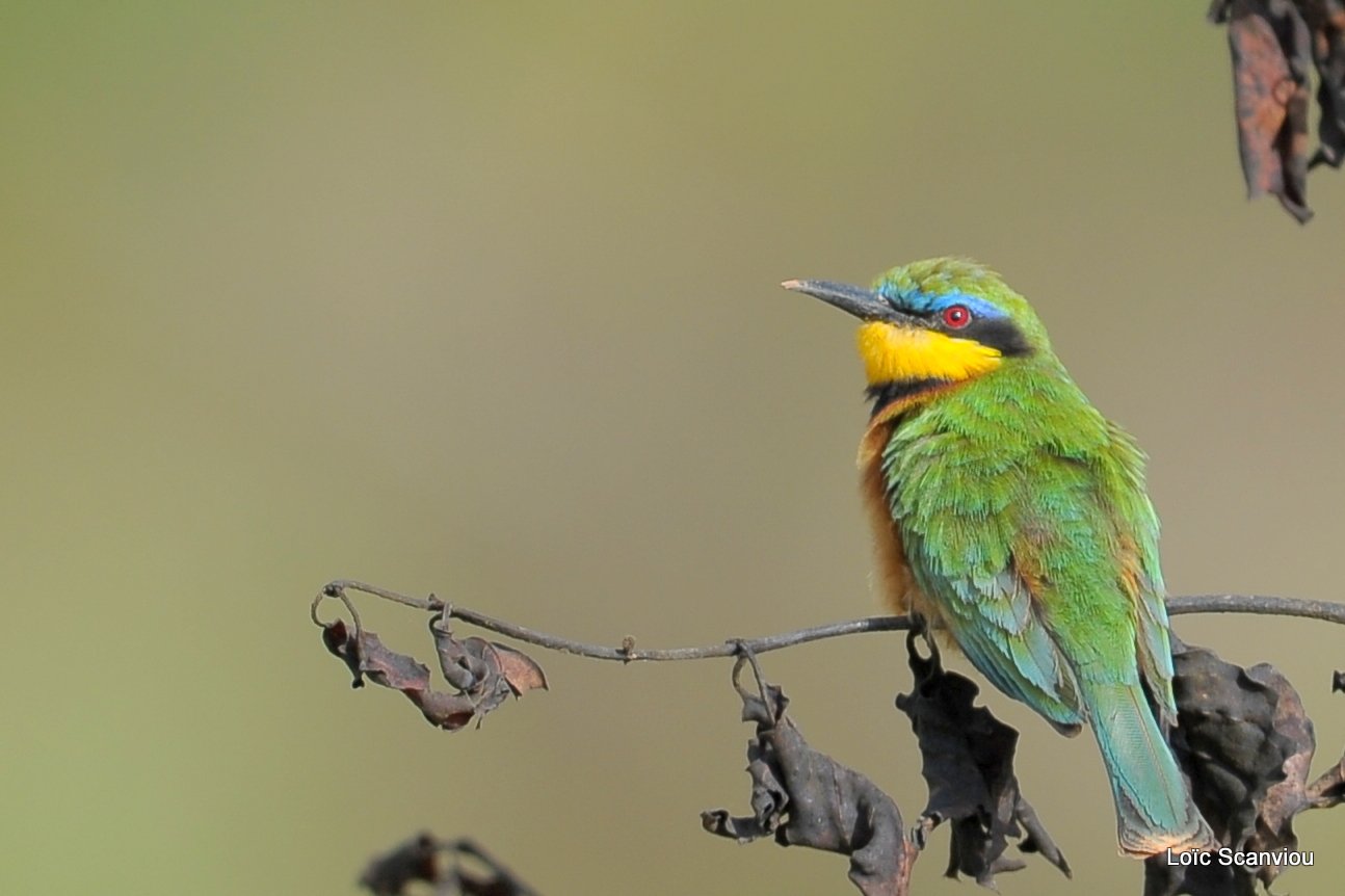 Guêpier nain/Little Bee-Eater (1)