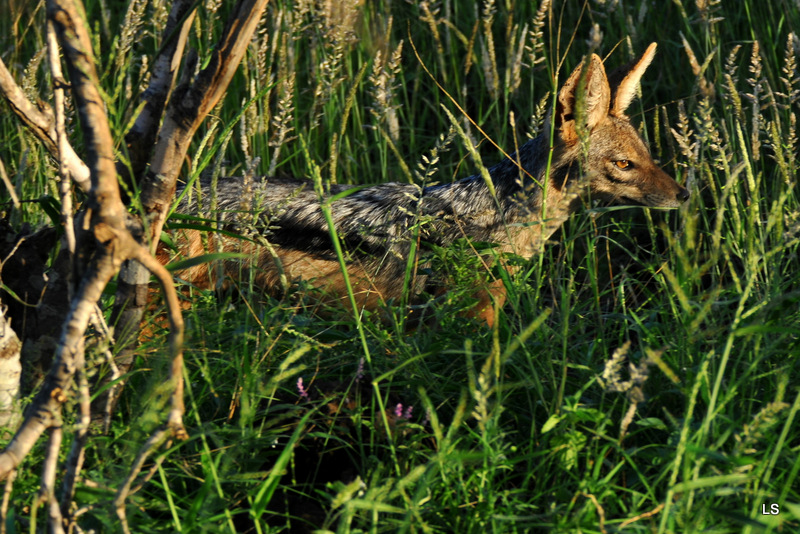 Chacal à chabraque/Black-backed Jackal (1)