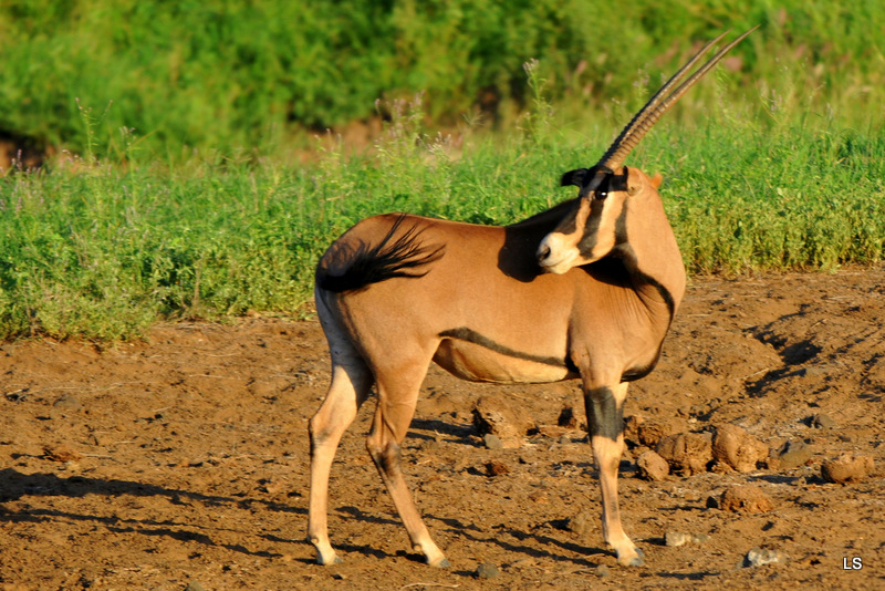 Oryx à oreilles frangées/Fringe-eared Oryx (1)