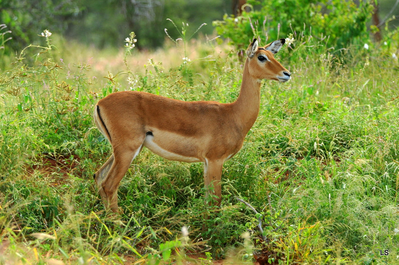 Impala (1)