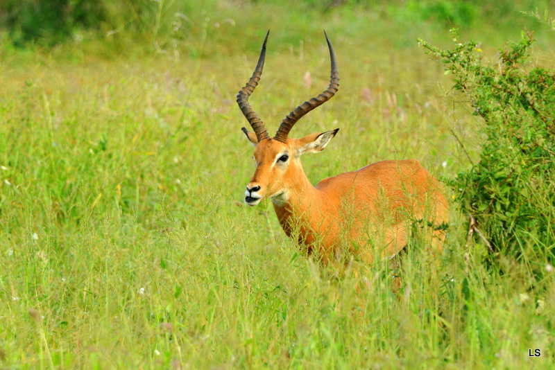 Impala (5)