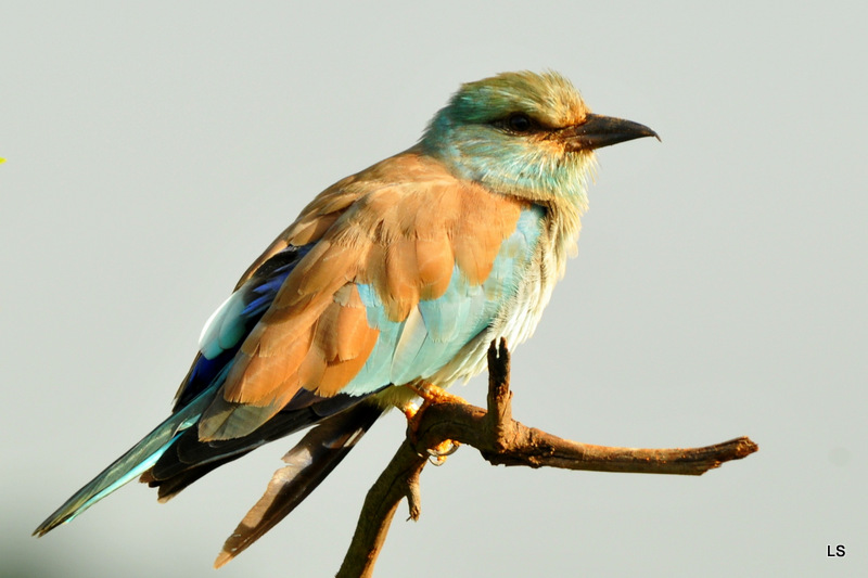 Rollier européen/European Roller (2)