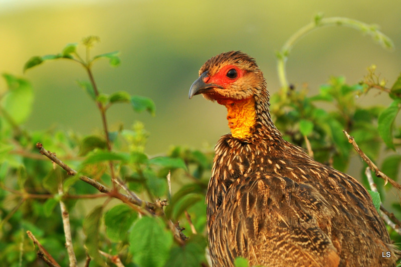 Francolin à cou jaune/Yellow-necked spurfowl (1)