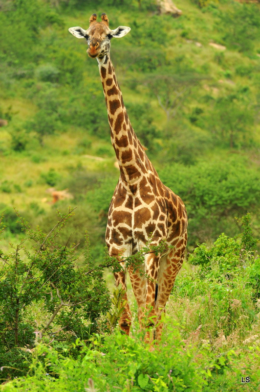 Girafe/Giraffe (7)