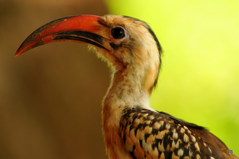 Calao à bec rouge/Red-billed Hornbill (1)