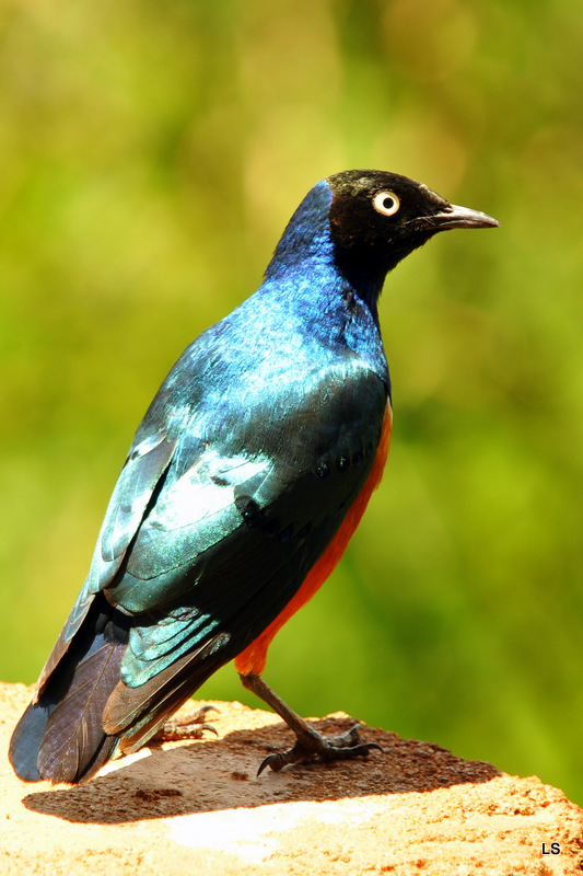 Etourneau superbe/Superb starling (1)