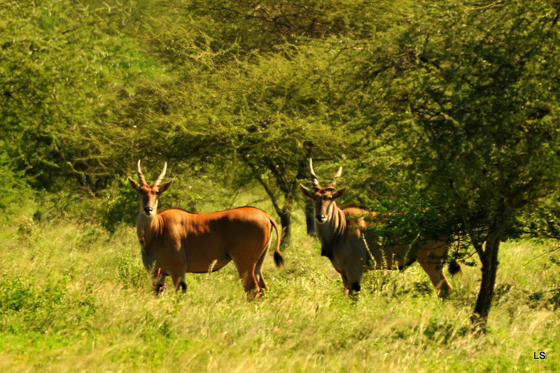 Eland du Cap/Cape Eland (1)