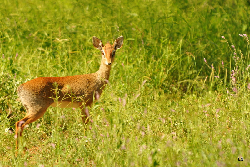 Dik-Dik (1)