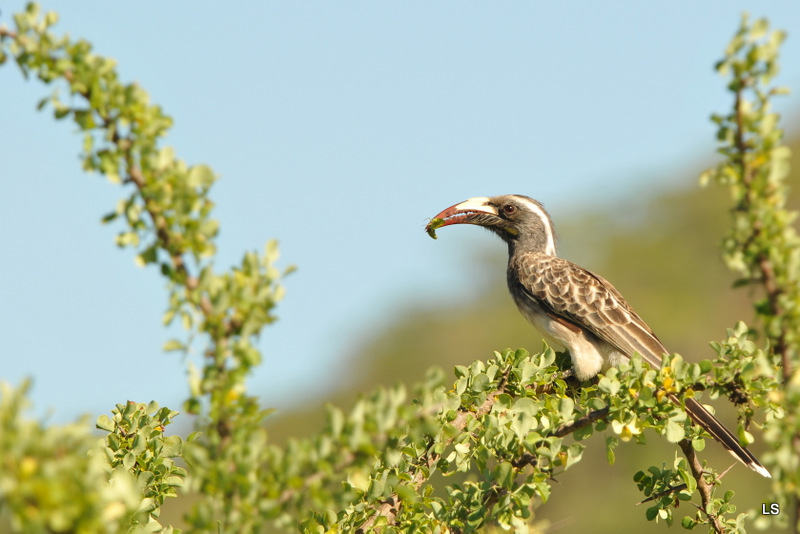 Calao à bec noir/African Grey Hornbill (1)