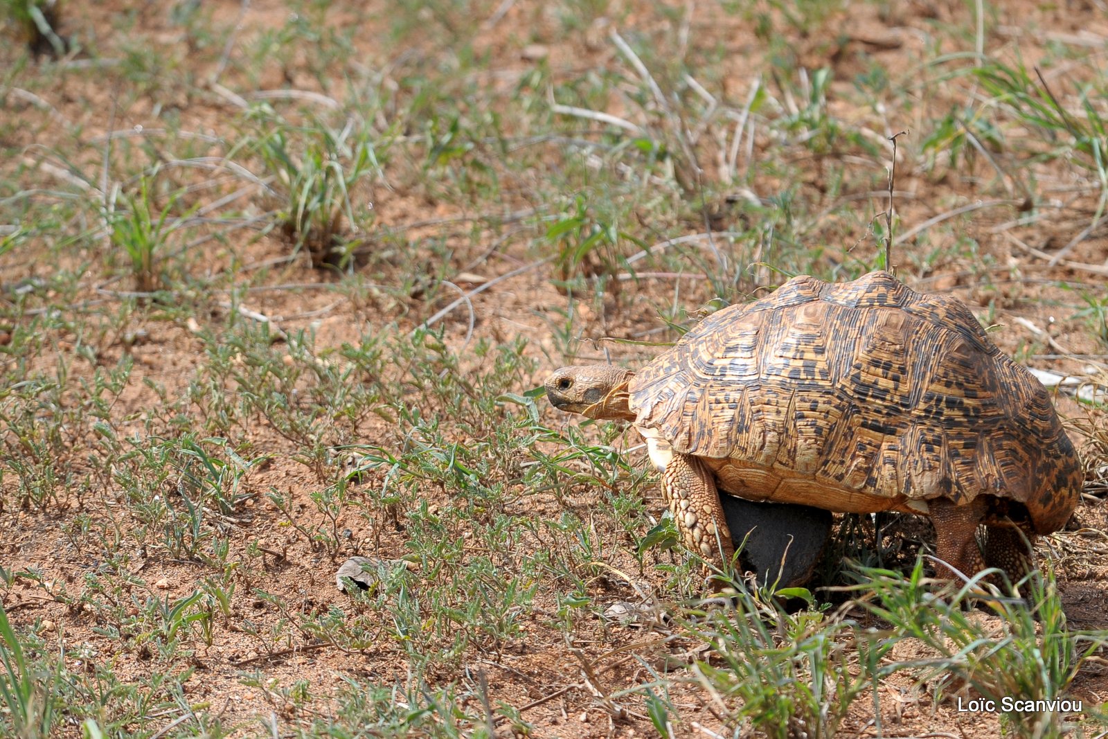 Tortue/Tortoise (1)