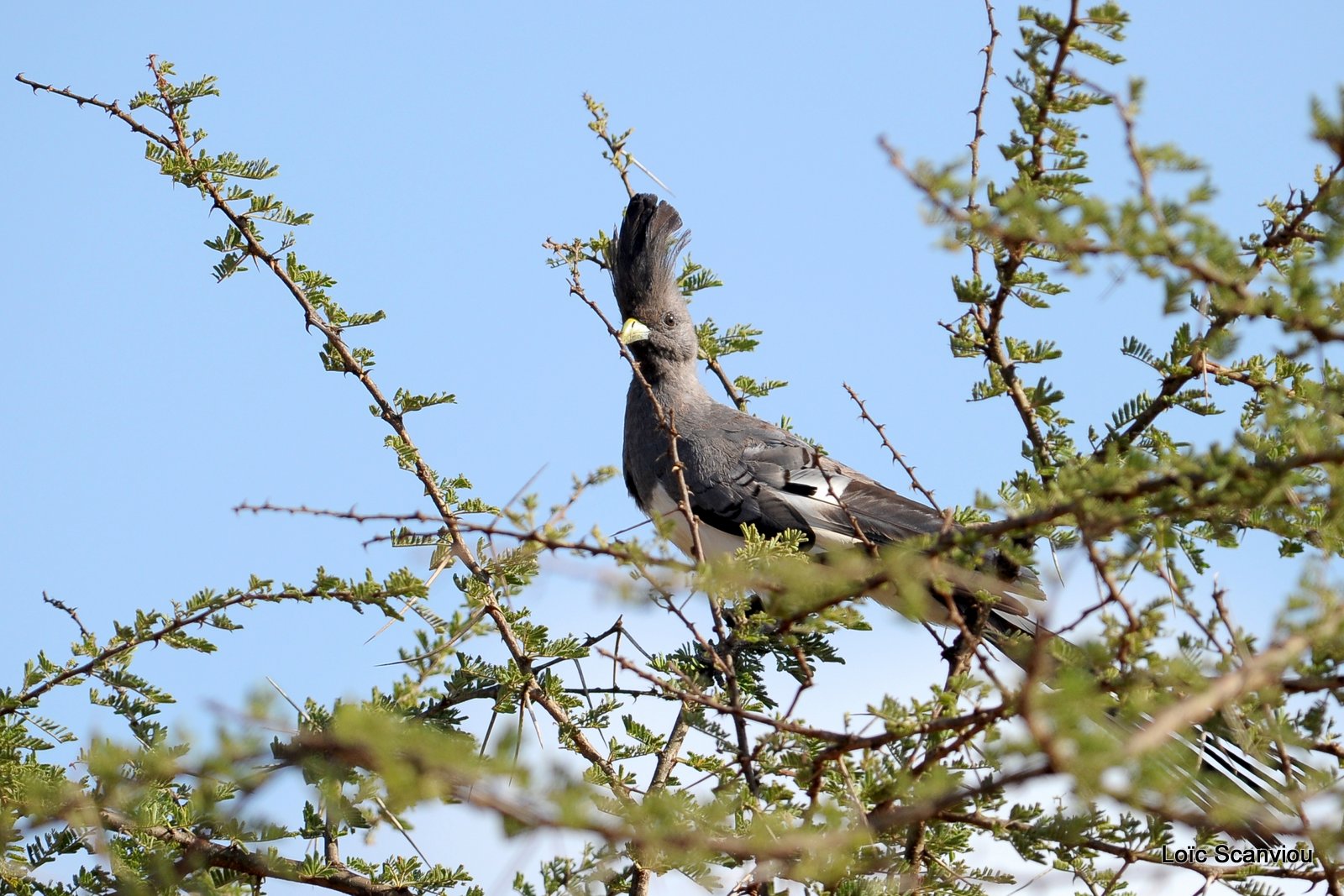 Touraco à ventre blanc/White-bellied Go-away Bird (1)