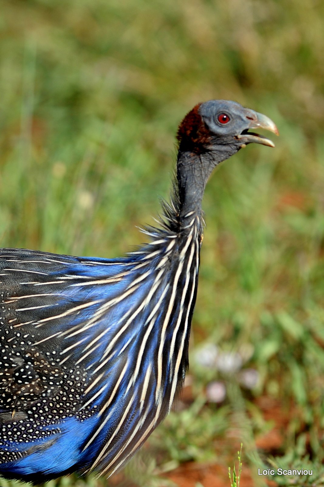 Pintade vulturine/Vulturine Guineafowl (1)