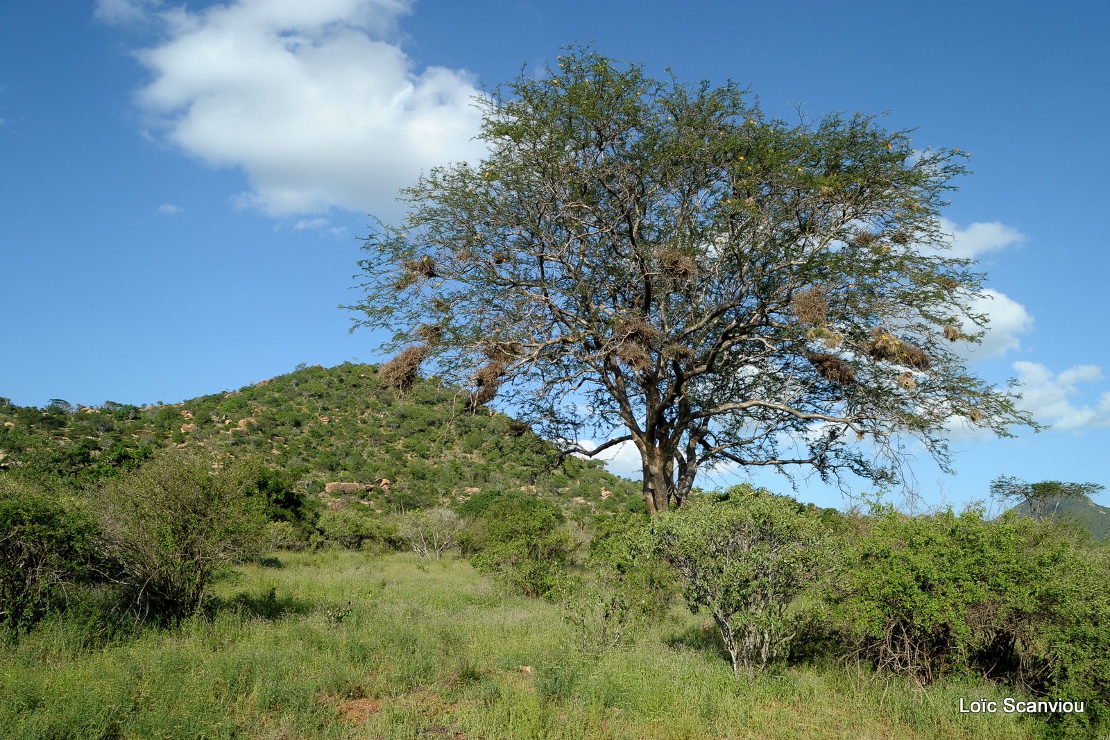 Tsavo West (2)