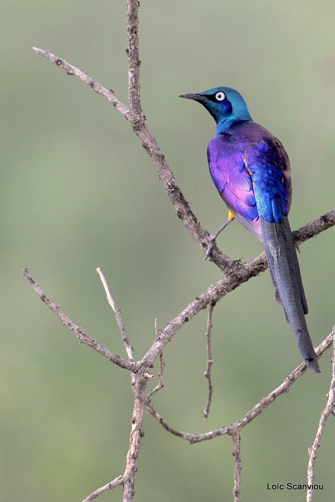 Choucador de Hildebrandt/Hildebrandt's Starling (2)