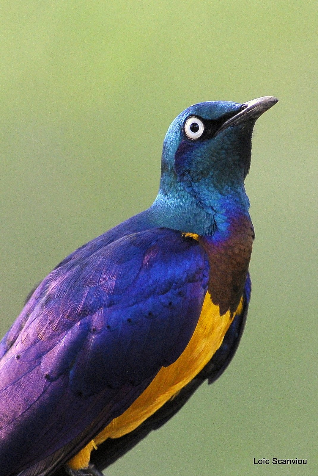 Choucador de Hildebrandt/Hildebrandt's Starling (3)