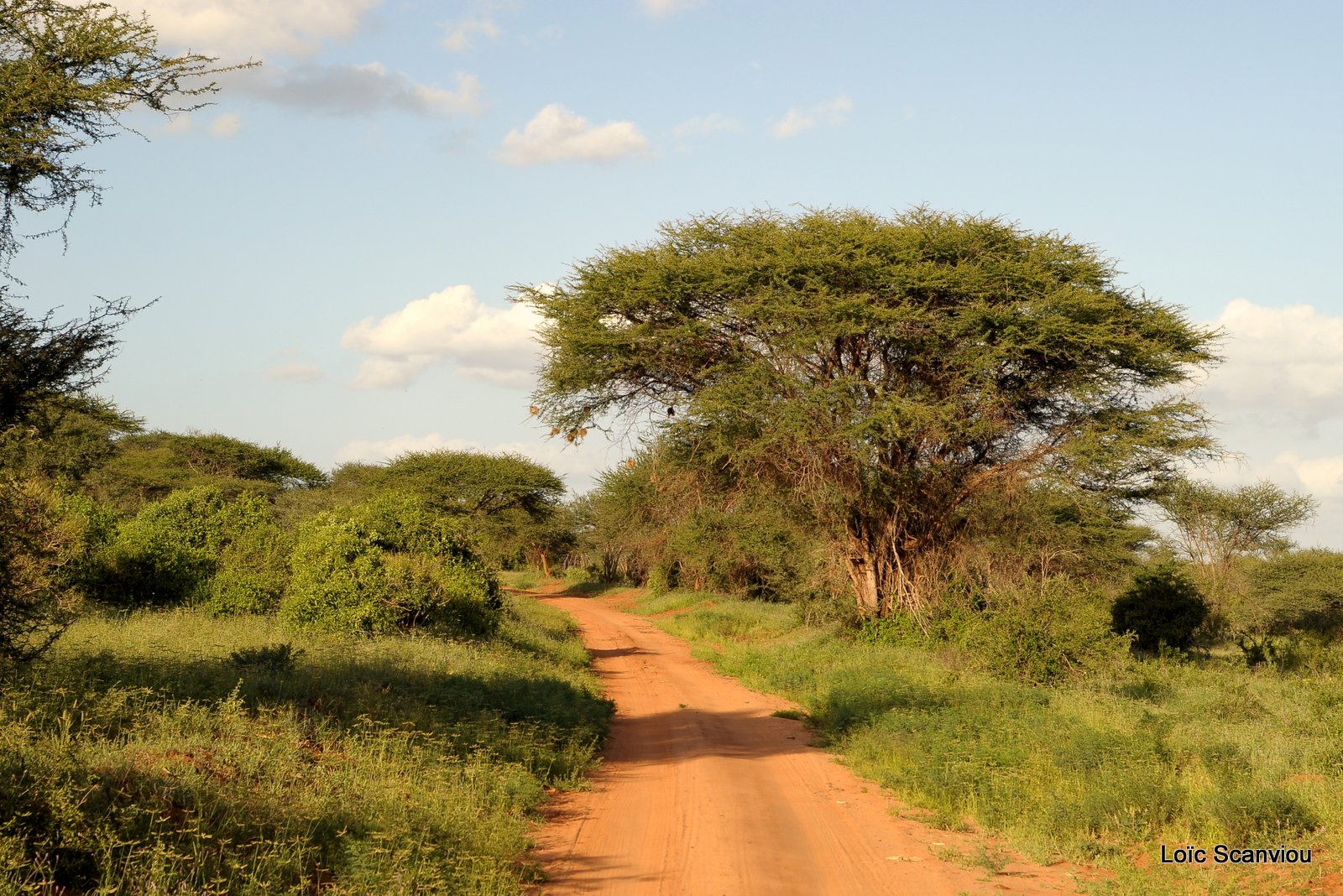 Tsavo West (4)