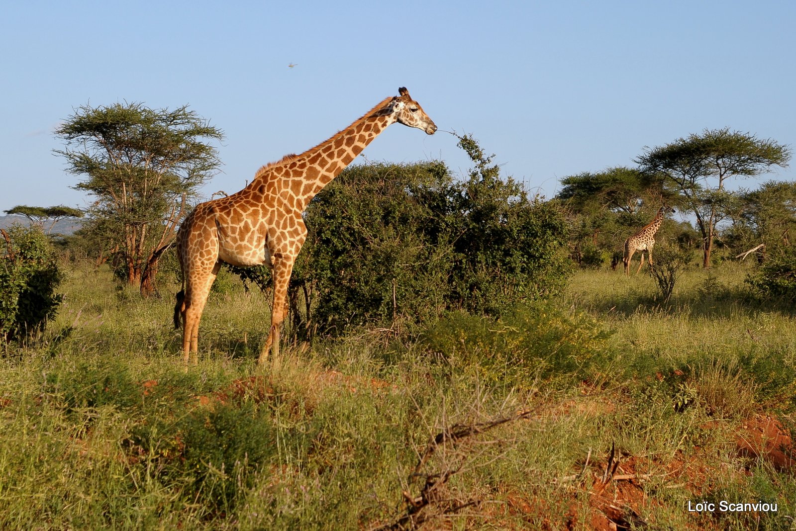 Girafe/Giraffe (1)