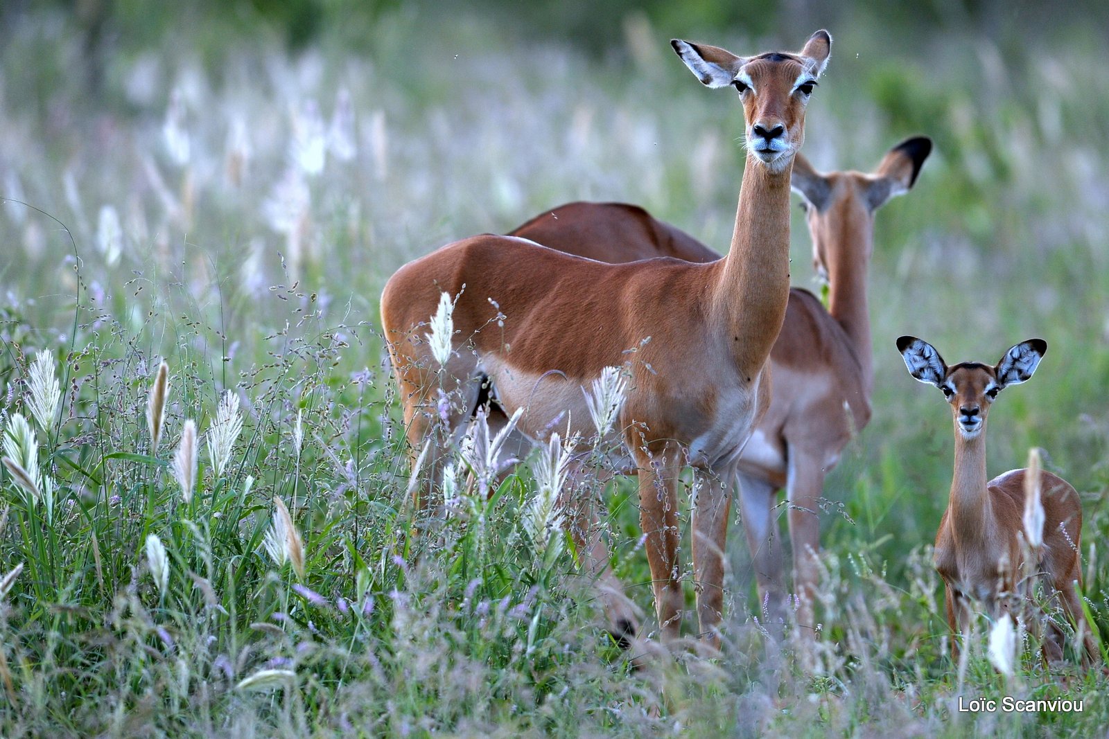 Impala (1)