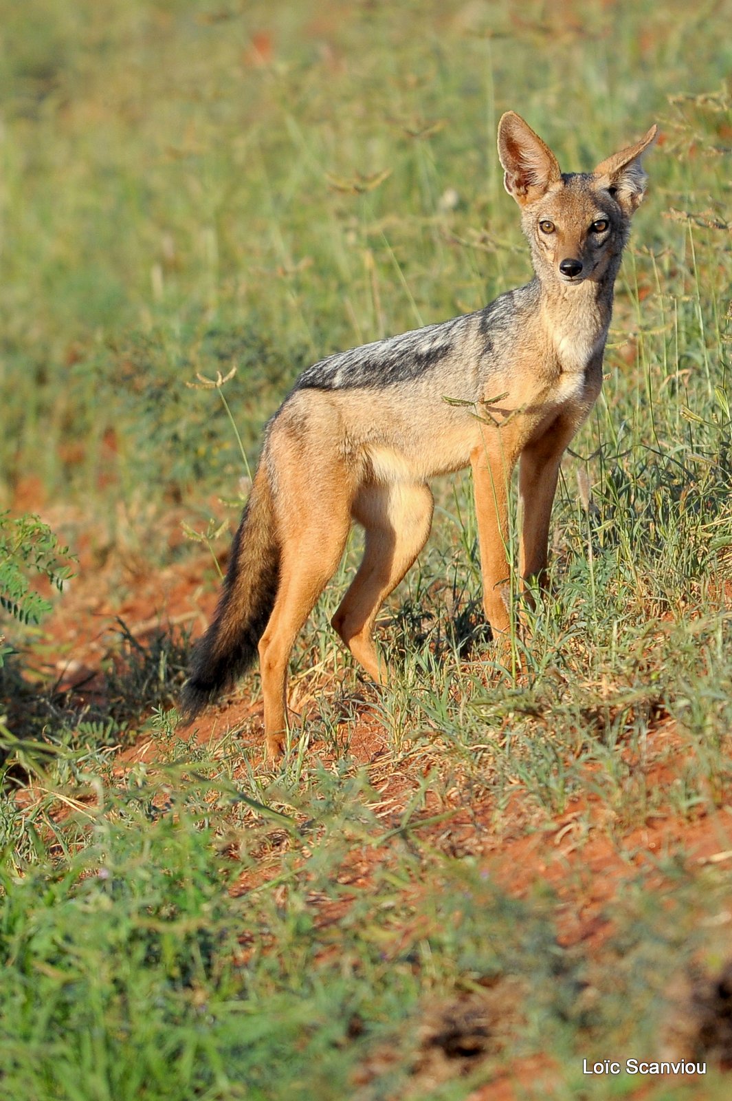 Chacal à chabraque/Black-backed Jackal (1)