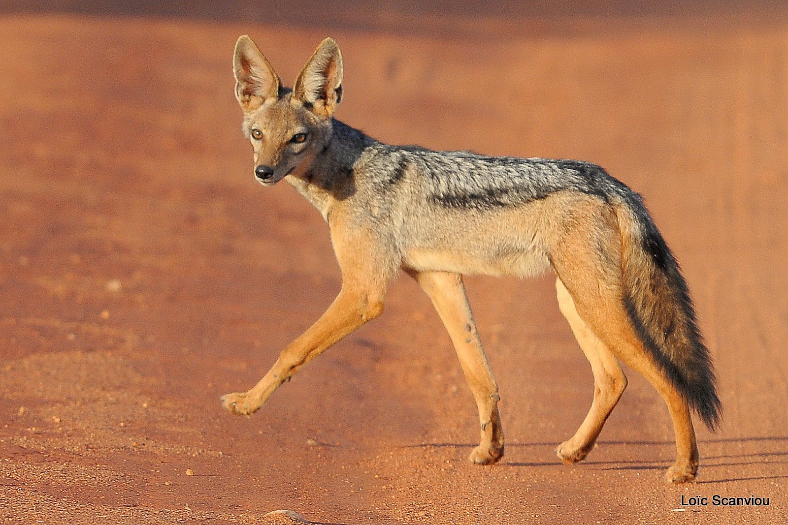 Chacal à chabraque/Black-backed Jackal (2)