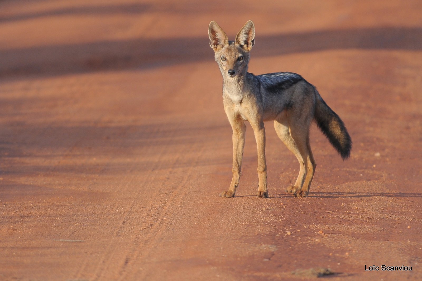 Chacal à chabraque/Black-backed Jackal (3)