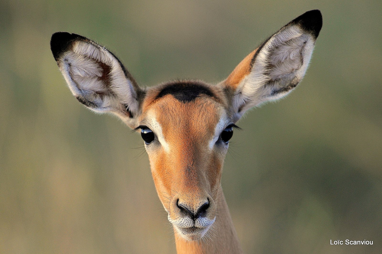 Impala (2)