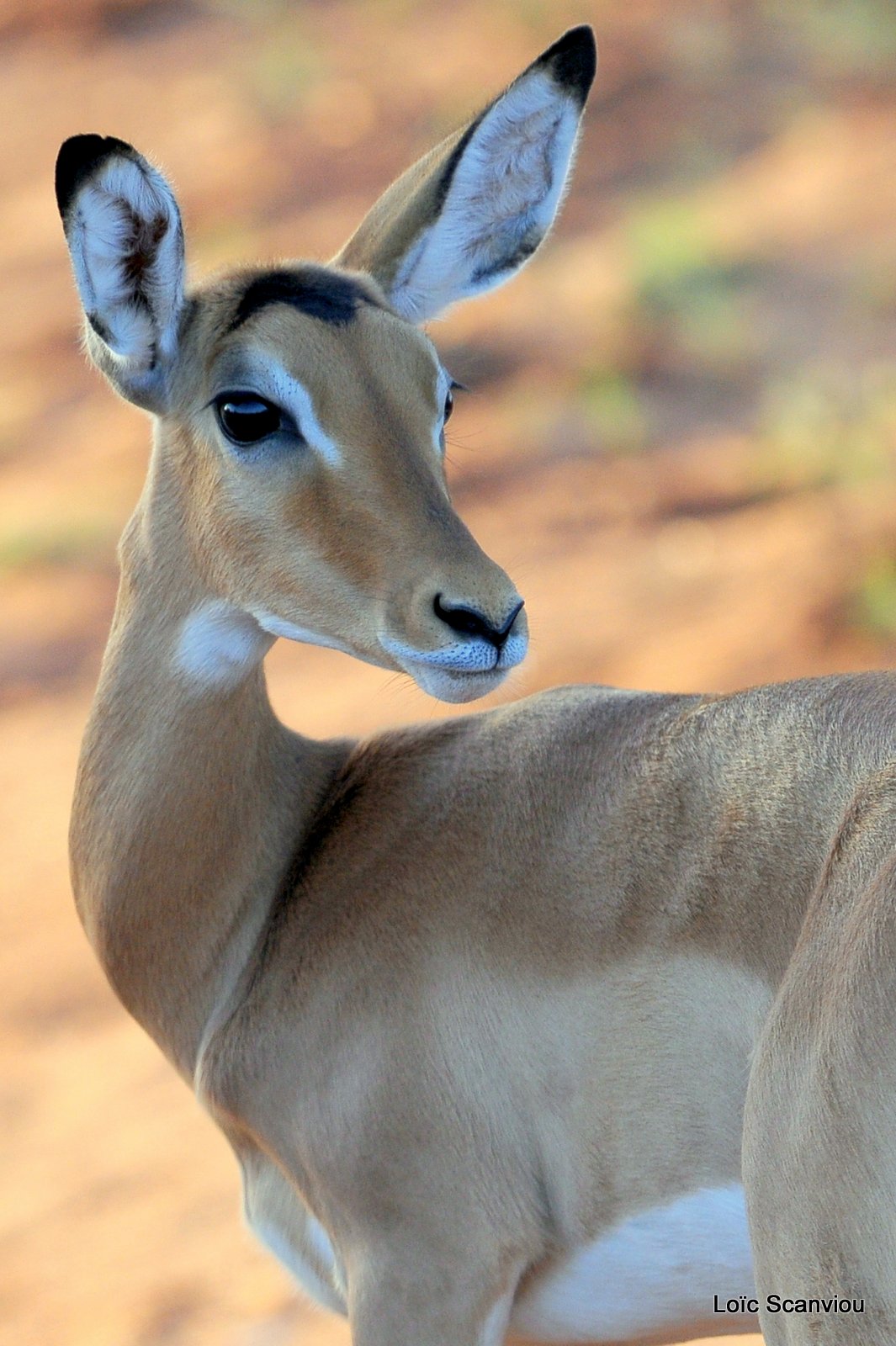 Impala (3)