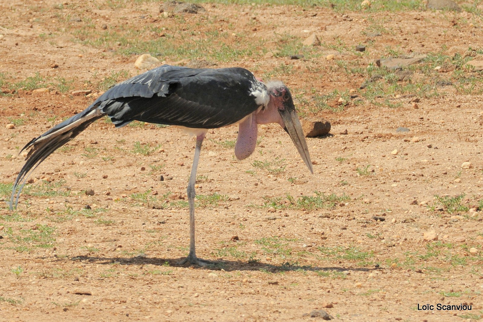 Marabout/Marabou Stork (1)