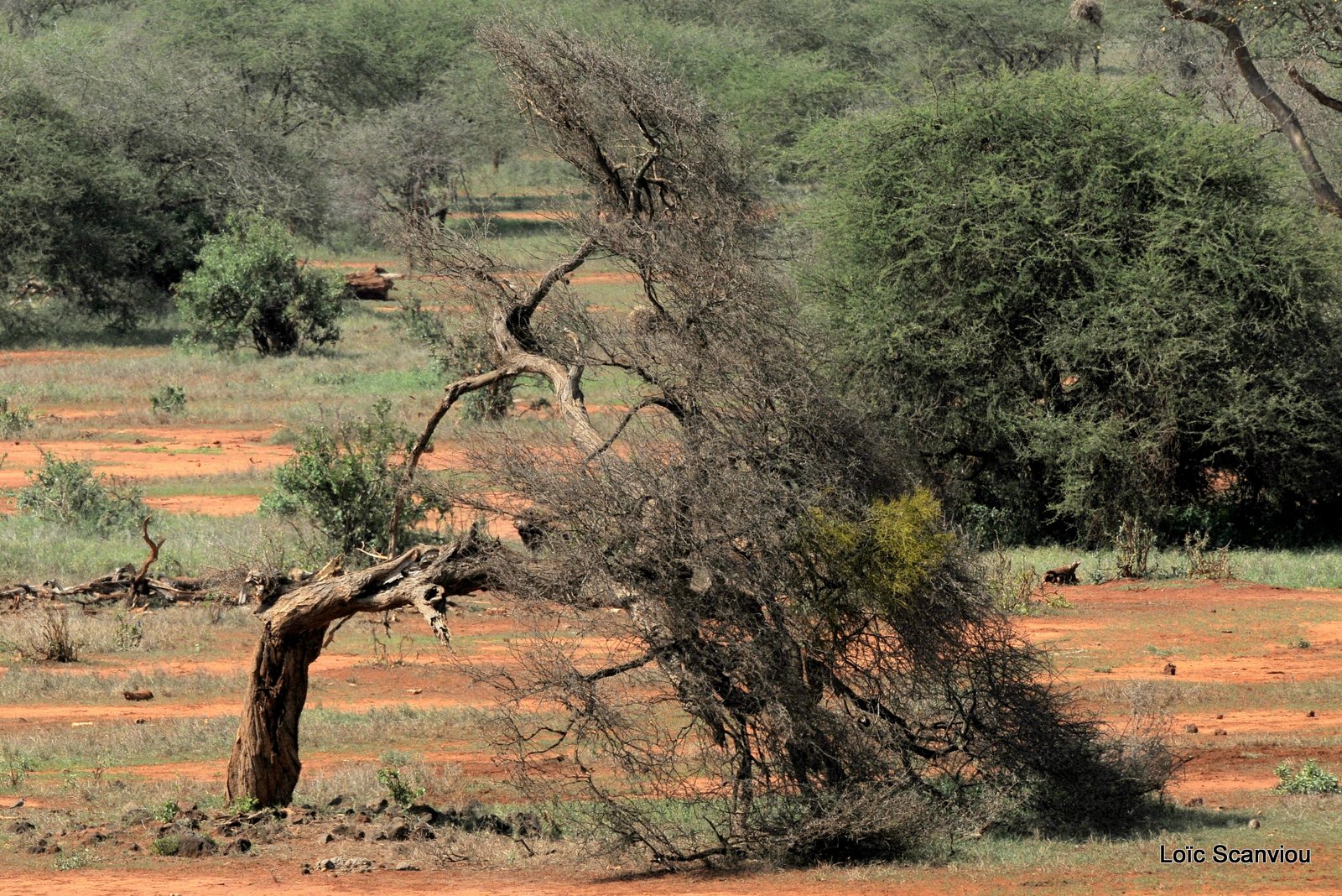 Tsavo West (6)