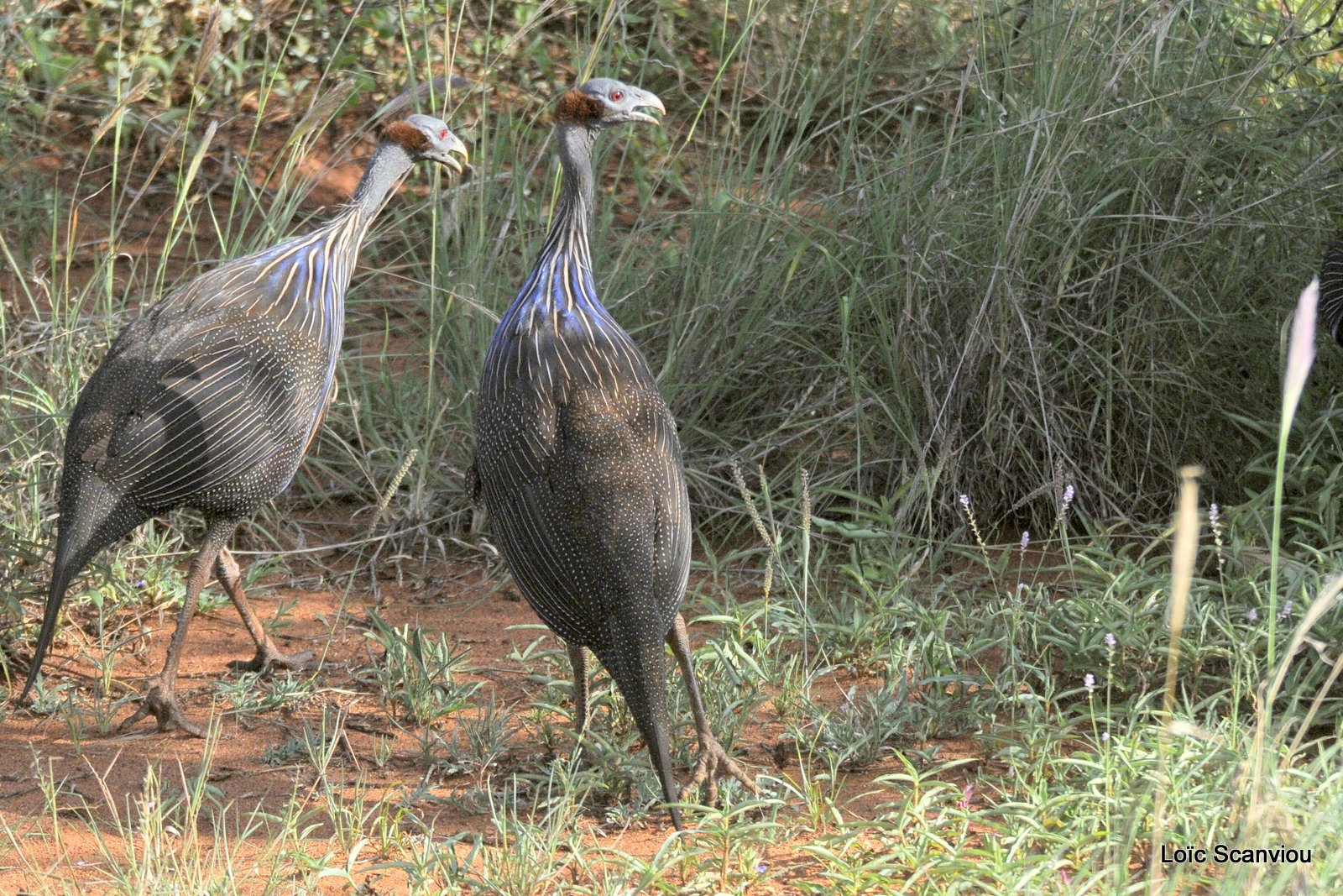 Pintade vulturine/Vulturine Guineafowl (2)