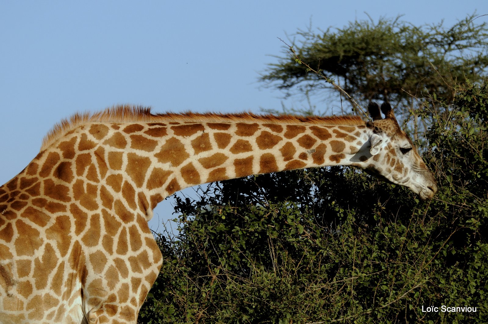 Girafe/Giraffe (2)