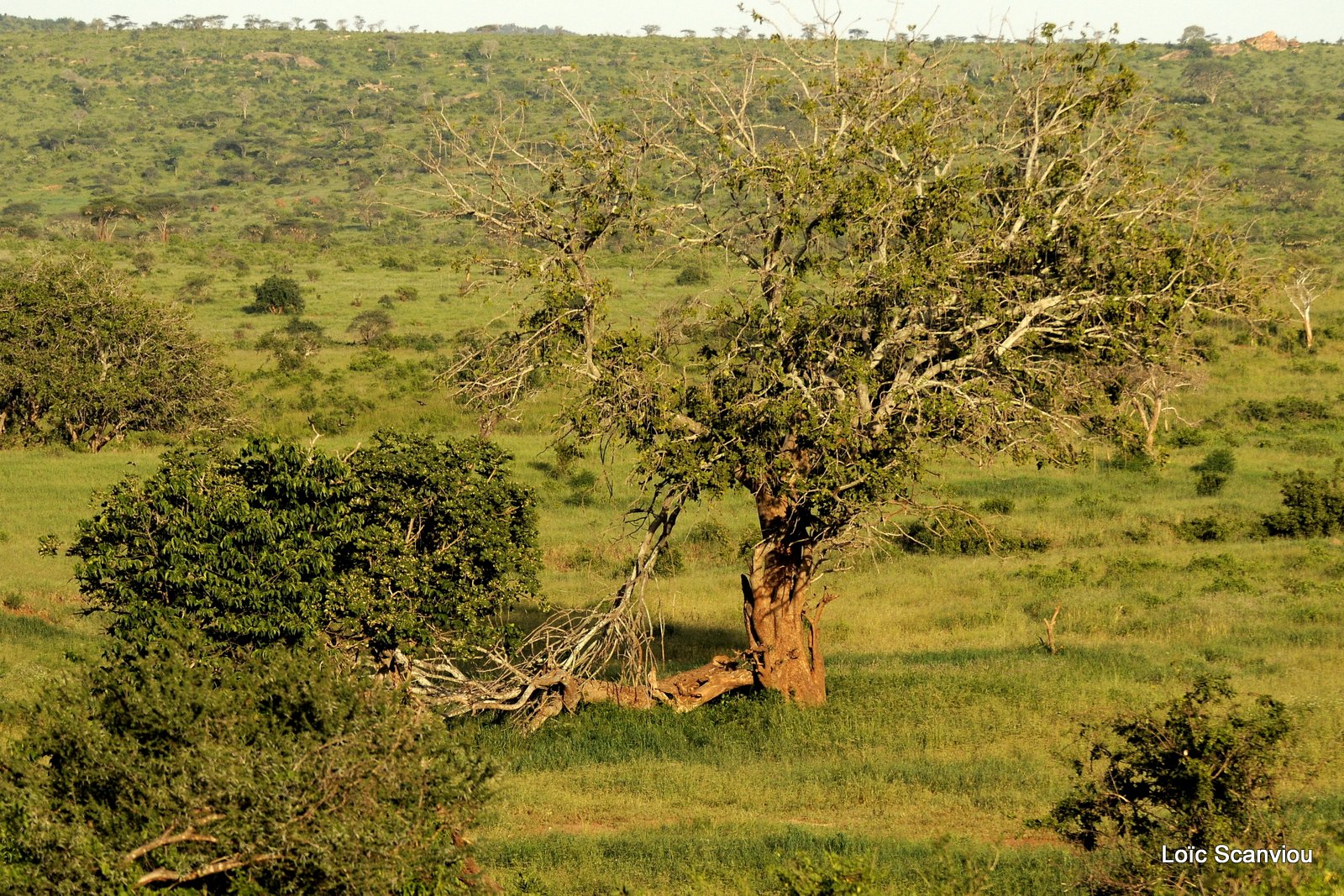 Tsavo West (9)