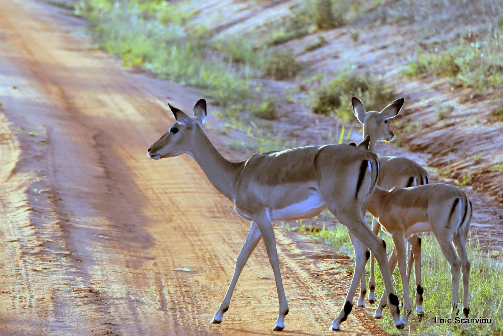 Impala (4)