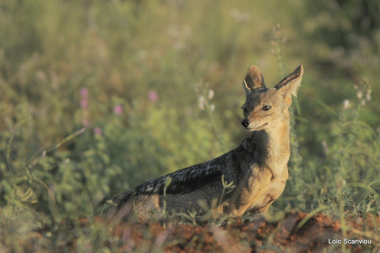 Chacal à chabraque/Black-backed Jackal (4)