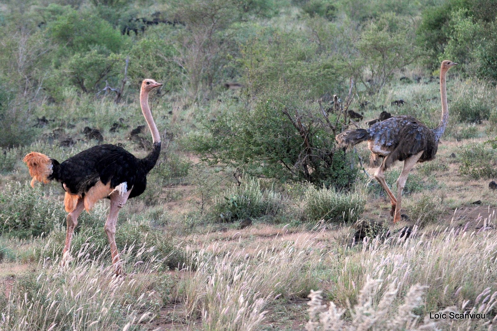 Autruche/Ostrich (1)