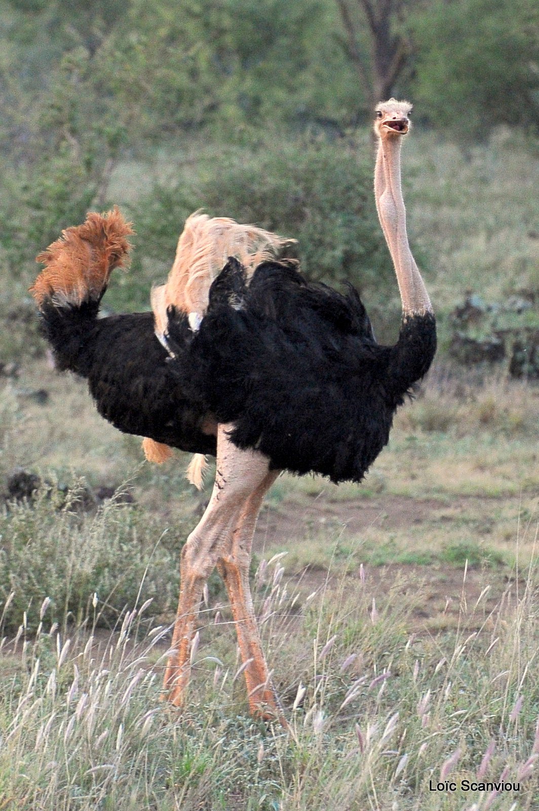 Autruche/Ostrich (2)