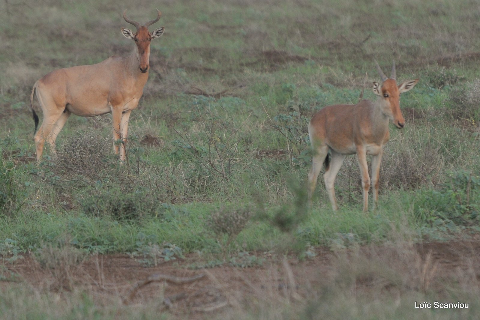 Bubale/Hartbeest (1)