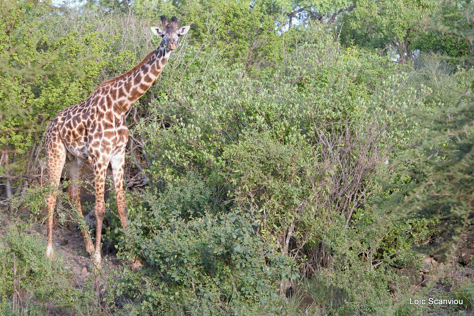 Girafe/Giraffe (3)