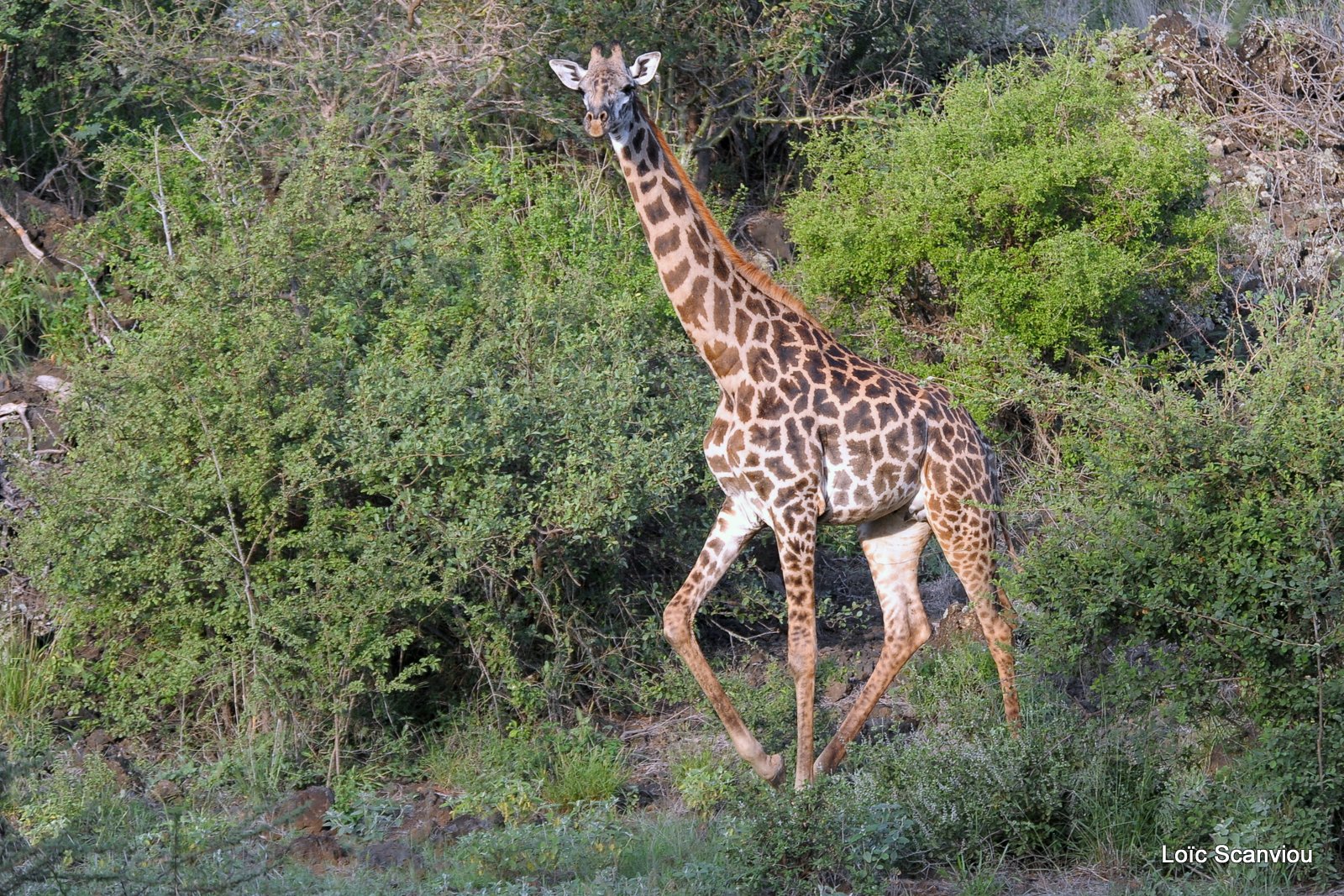 Girafe/Giraffe (4)