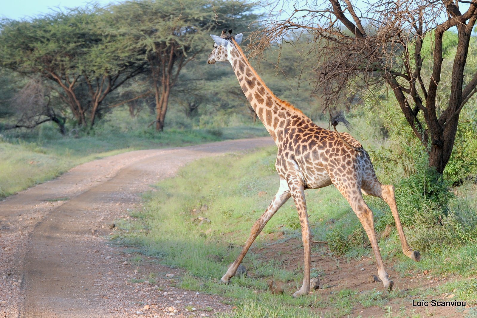 Girafe/Giraffe (5)