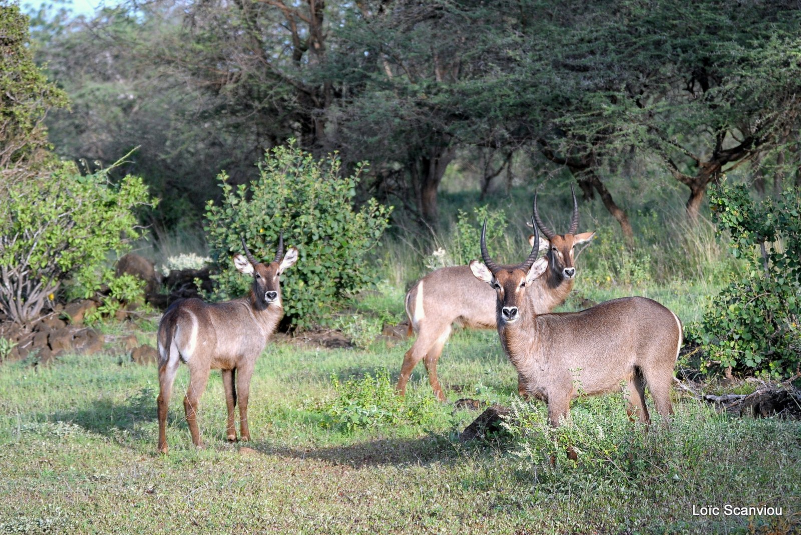 Cobe à croissant/Waterbuck (1)