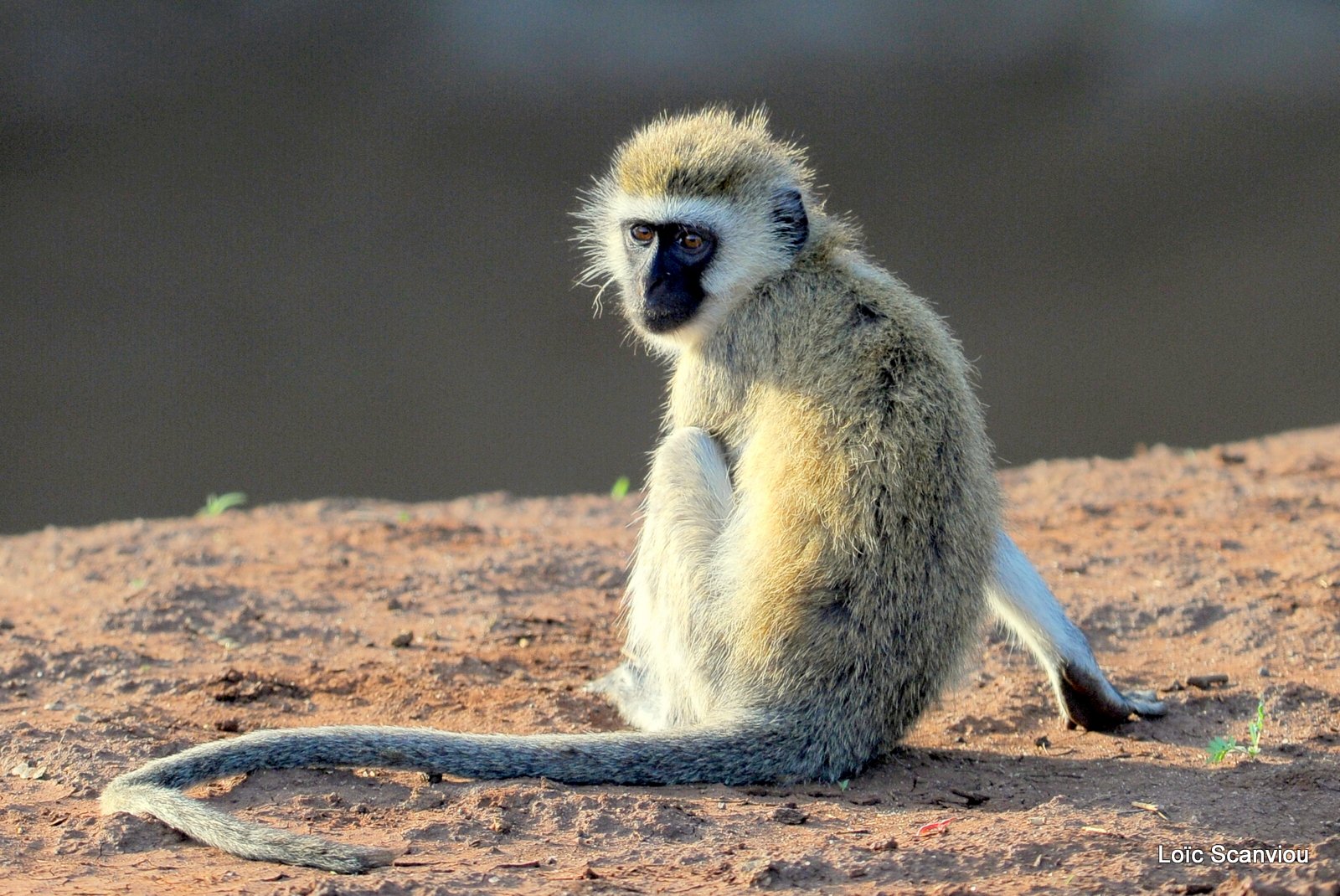 Vervet/Vervet Monkey (1)