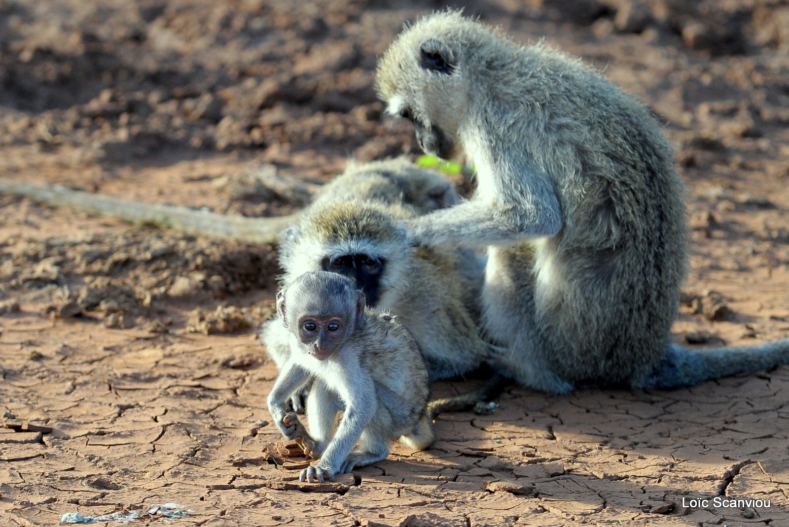 Vervet/Vervet Monkey (2)