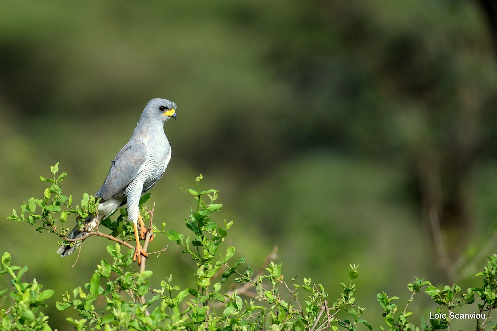 Autour/Goshawk (1)