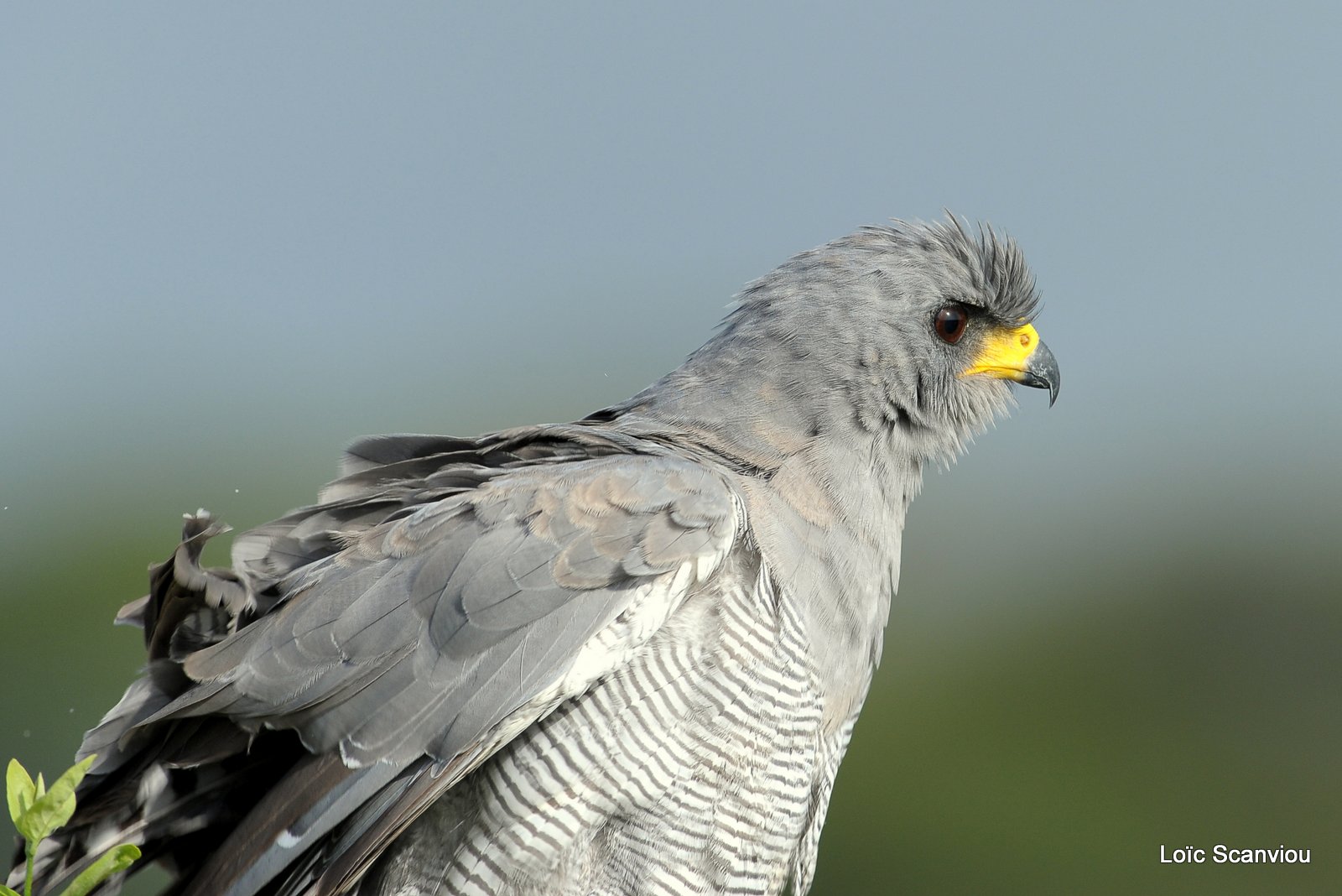 Autour/Goshawk (2)