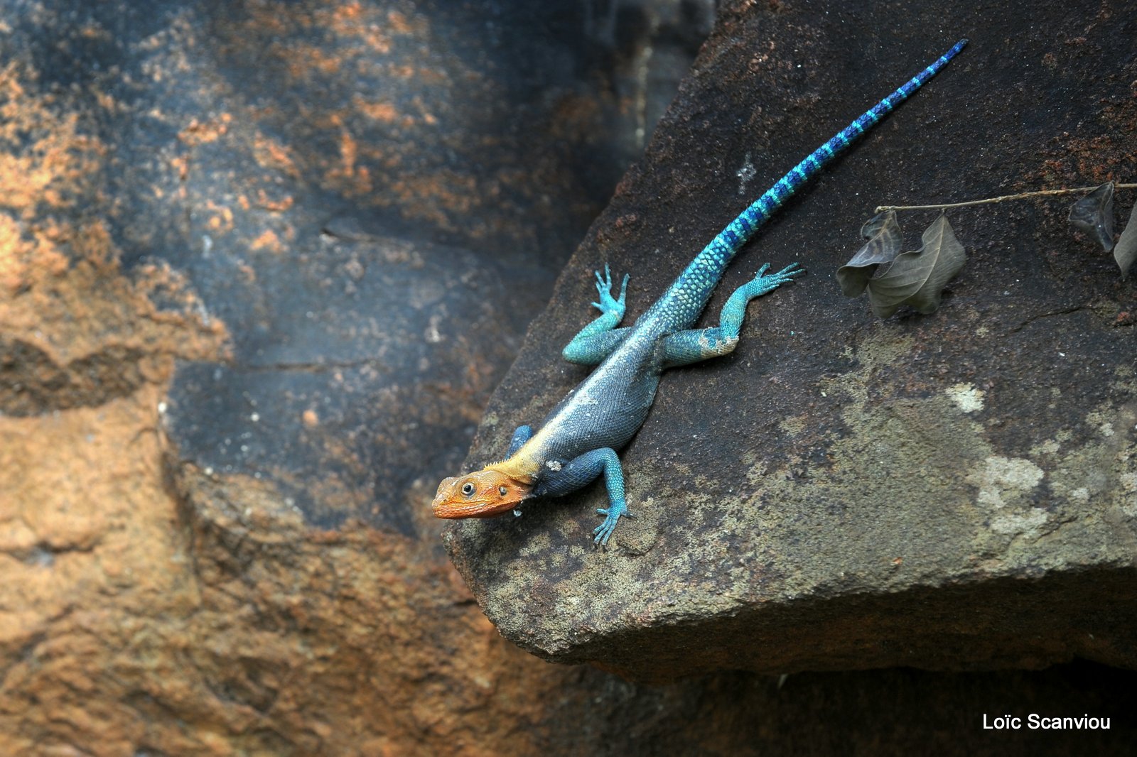 Agame/Agama Lizard (1)