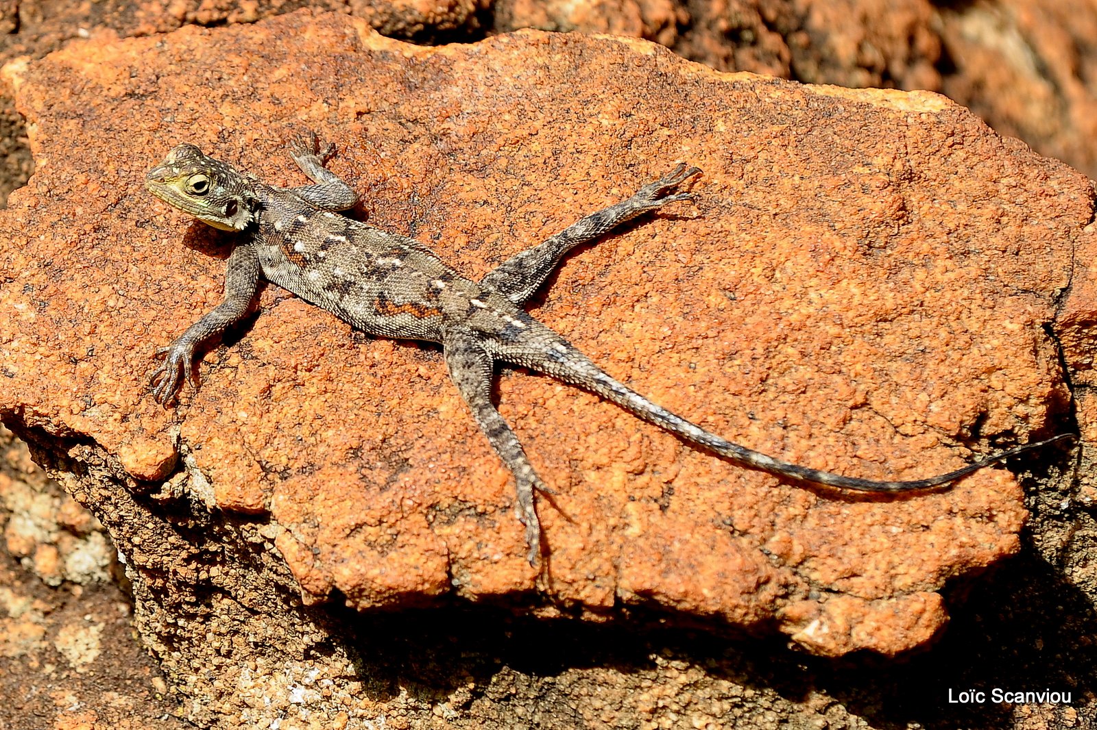 Agame/Agama Lizard (2)