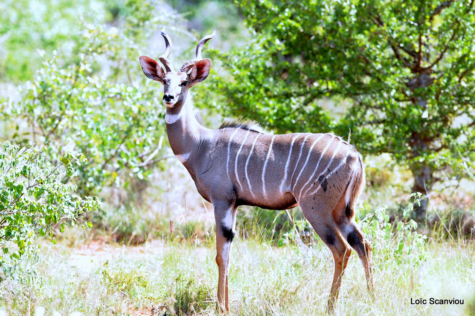 Petit Koudou/Lesser Kudu (1)