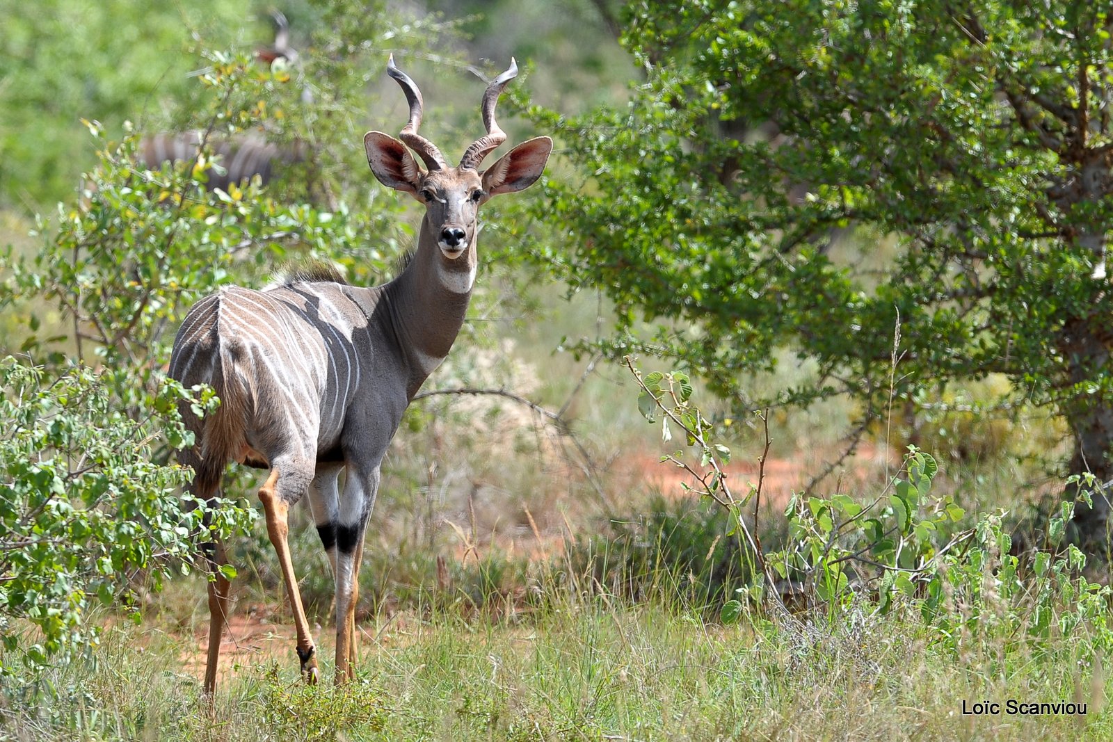 Petit Koudou/Lesser Kudu  (2)