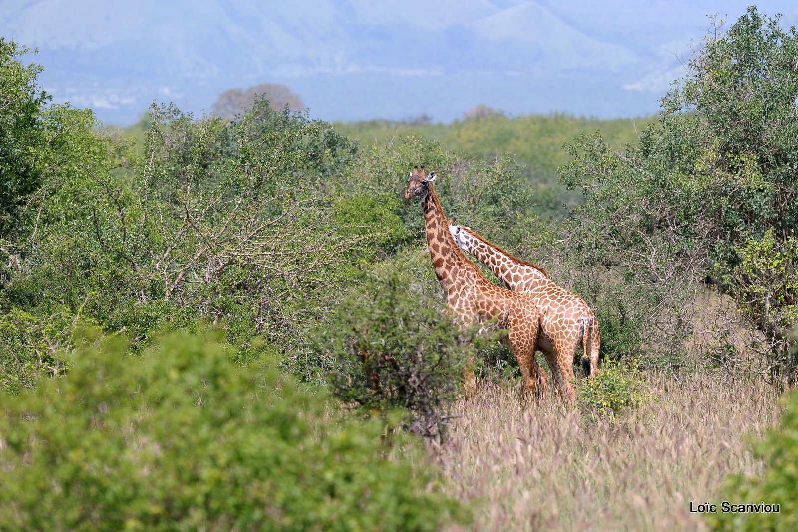 Girafe/Giraffe (6)